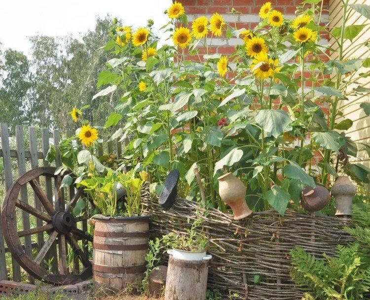 Подсолнух в огороде. Подсолнухи в огороде. Подсолнух в огороде. Подсолнухи на даче. Подсолнух в огороде.