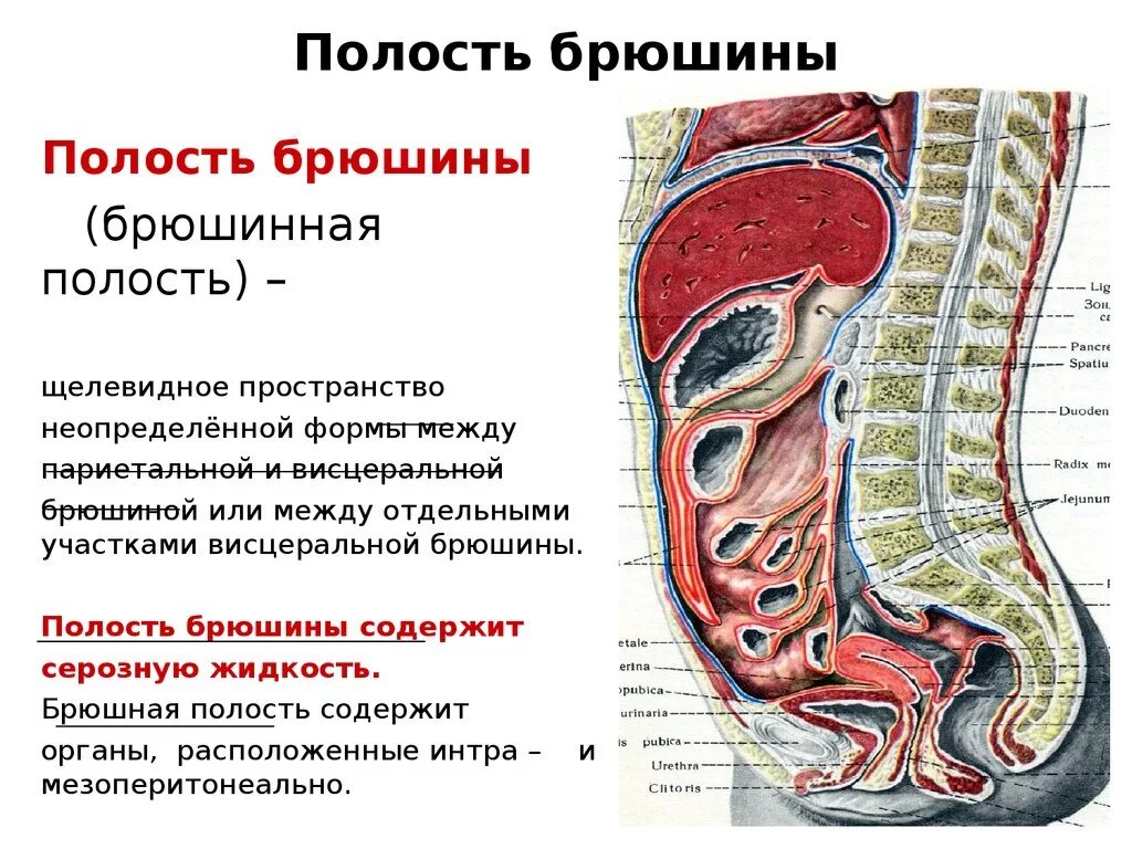 Париетальная и висцеральная брюшина. Брюшная полость и БРЮШИННАЯ полость. Функции париетального листка брюшины. Брюшина анатомия человека таблица. Органы брюшной полости лечение