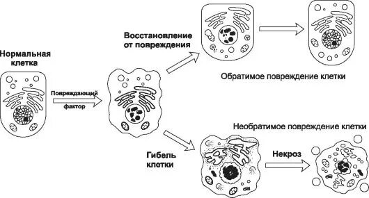 Механизмы повреждения клеток схема. Схема механизмы патологии клетки. Механизмы повреждения клетки патофизиология. Признаки обратимого и необратимого повреждения клетки. Необратимые изменения клетки