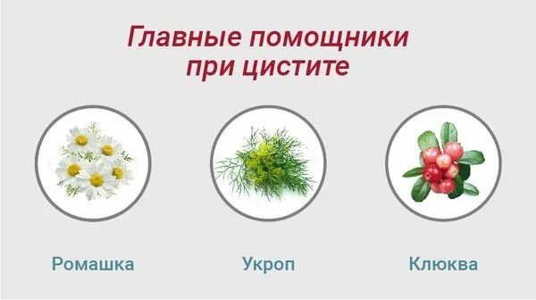 Какие травы можно пить при цистите. Цистит травы. лечебные травы для цистита. какие травы пить от цистита. травы цистит при цистите.
