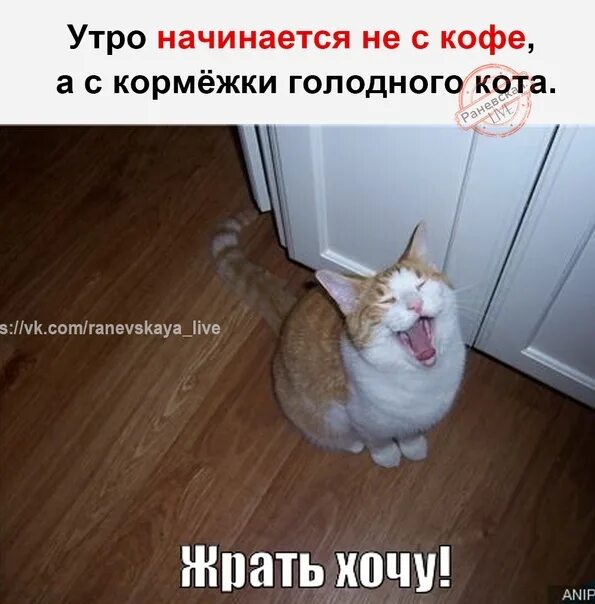 Жрать. Хочу жрать. Кот жрет. Котик хочет жрать.