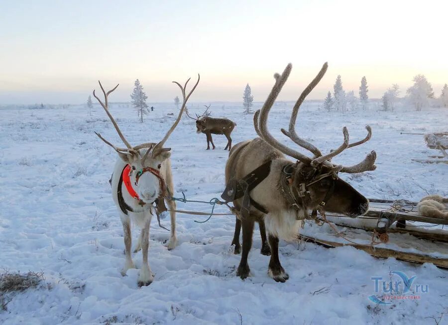 Ловозеро село олени. Ловозеро Оленья ферма. Ловозеро зимой. Олени в Мурманской области.