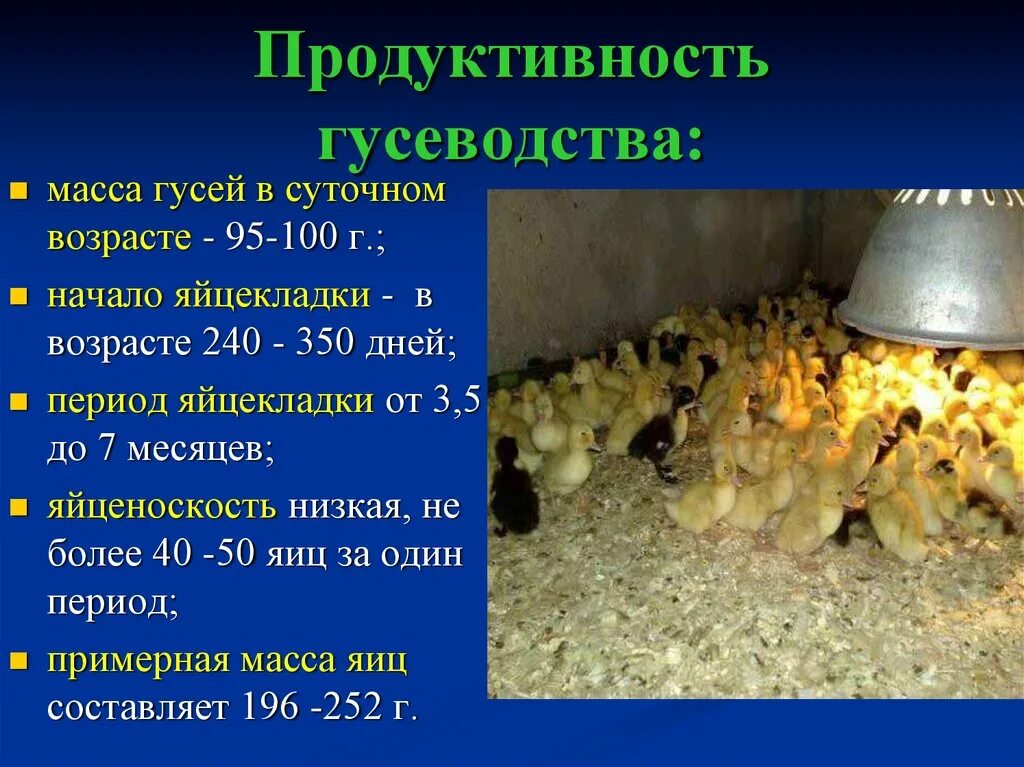 Чем кормить суточных гусят. Продуктивное гусеводство. Масса суточных гусят. Продуктивность гусей. Вес суточного гусенка.