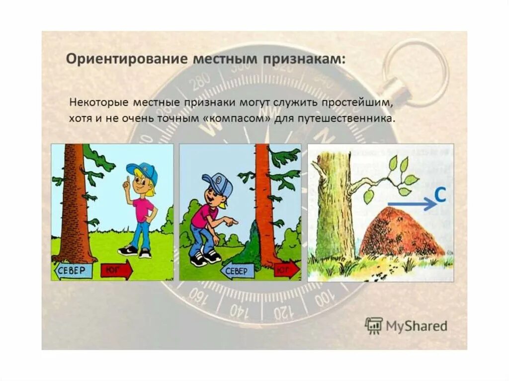 найдите второй ориентир. ориентирование по муравейнику в лесу. методы ориентироваться на местности. найдите второй ориентир. стороны горизонта в полдень.