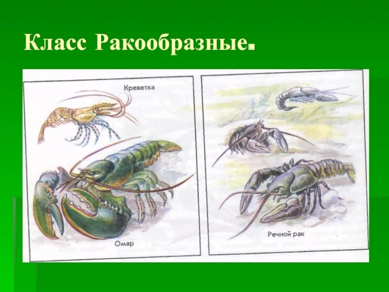 Речной рак группа животных. Биология Членистоногие ракообразные. Класс ракообразные. Представители членистоногих ракообразные. Ракообразные Пресноводные ракообразные.