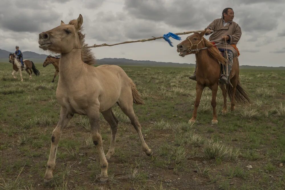 башкирские кочевники. жизнь древних кочевников. монгольская степь кочевье. стойбище тюркских кочевников. караван кочевников монголии.