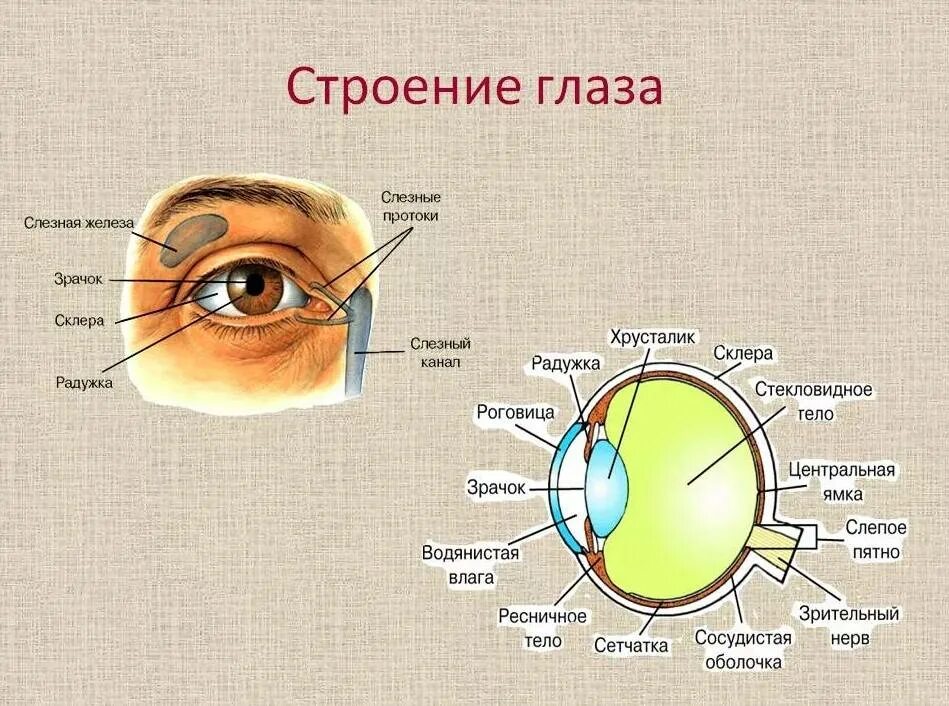 Глазные яблоки расположены в парных углублениях черепа. Строение глаза с названиями его частей. Глаз строение глаза человека. Строение глаза основные структуры. Строение глаза анатомия.
