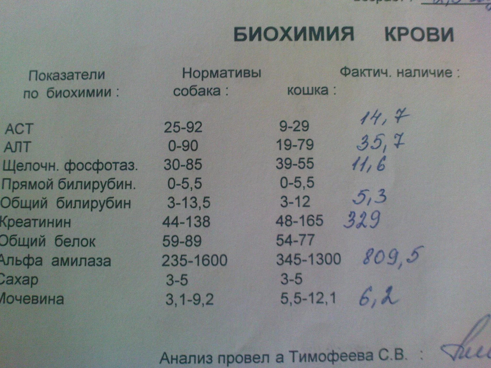 Плохой креатинин. Биохимия мочи кошки показатели. Биохимия кошачьего анализа крови норма. Биохимический анализ крови креатинин показатели нормы. Биохимический анализ крови у собак норма.