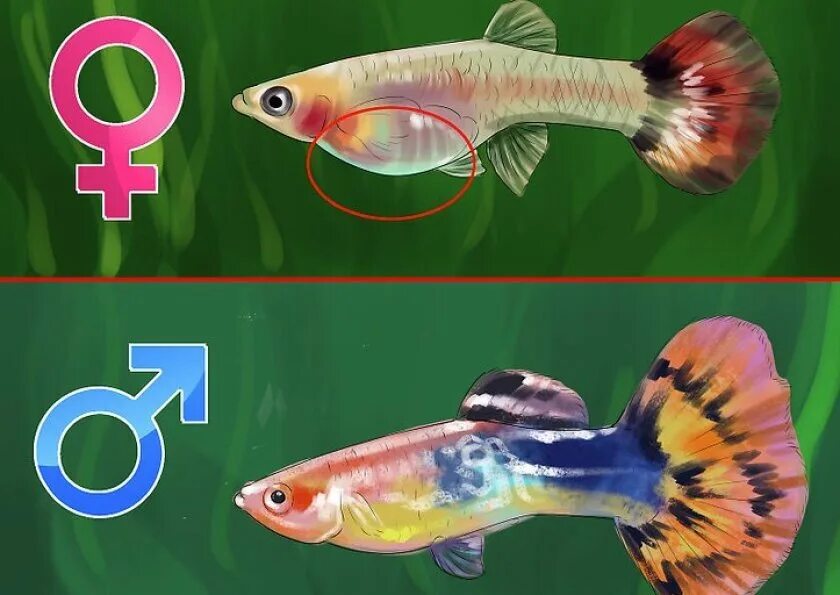 Как отличить рыбу. Гуппи рыбки самки и самцы. Гуппи самец и самка. Гуппи отличие самки от самца. Гуппи аквариумные самки.