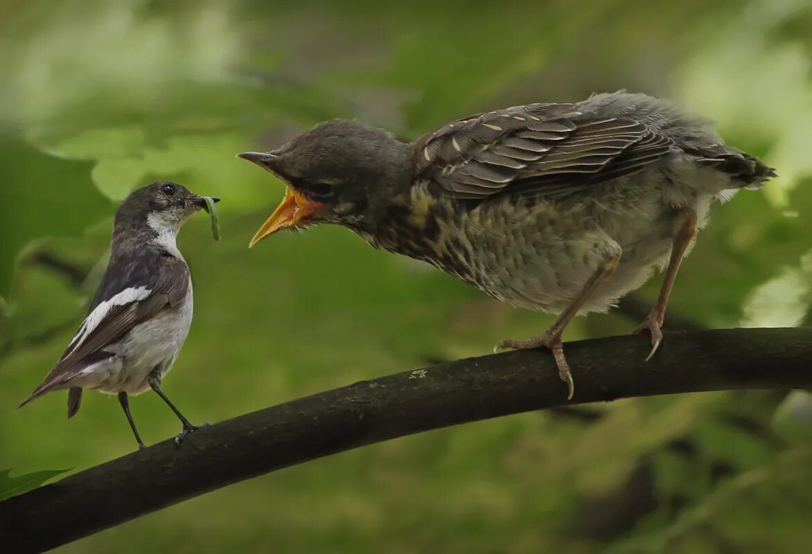 Общение птиц. Разговор птиц. Коммуникация птиц. Птицы ругаются.