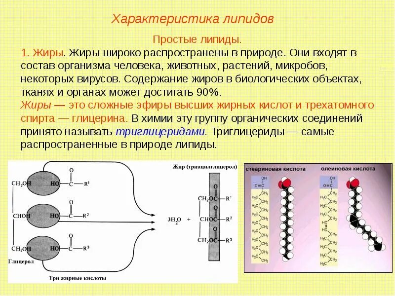 Клетка жира состав