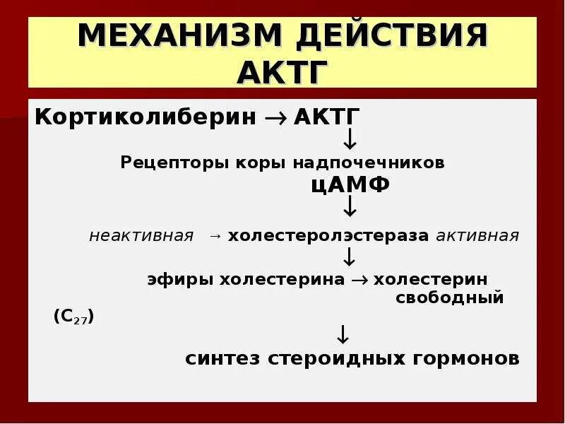 27 синтезы. Синтез АКТГ. АКТГ эффекты. АКТГ структура. Действие АКТГ на надпочечники.