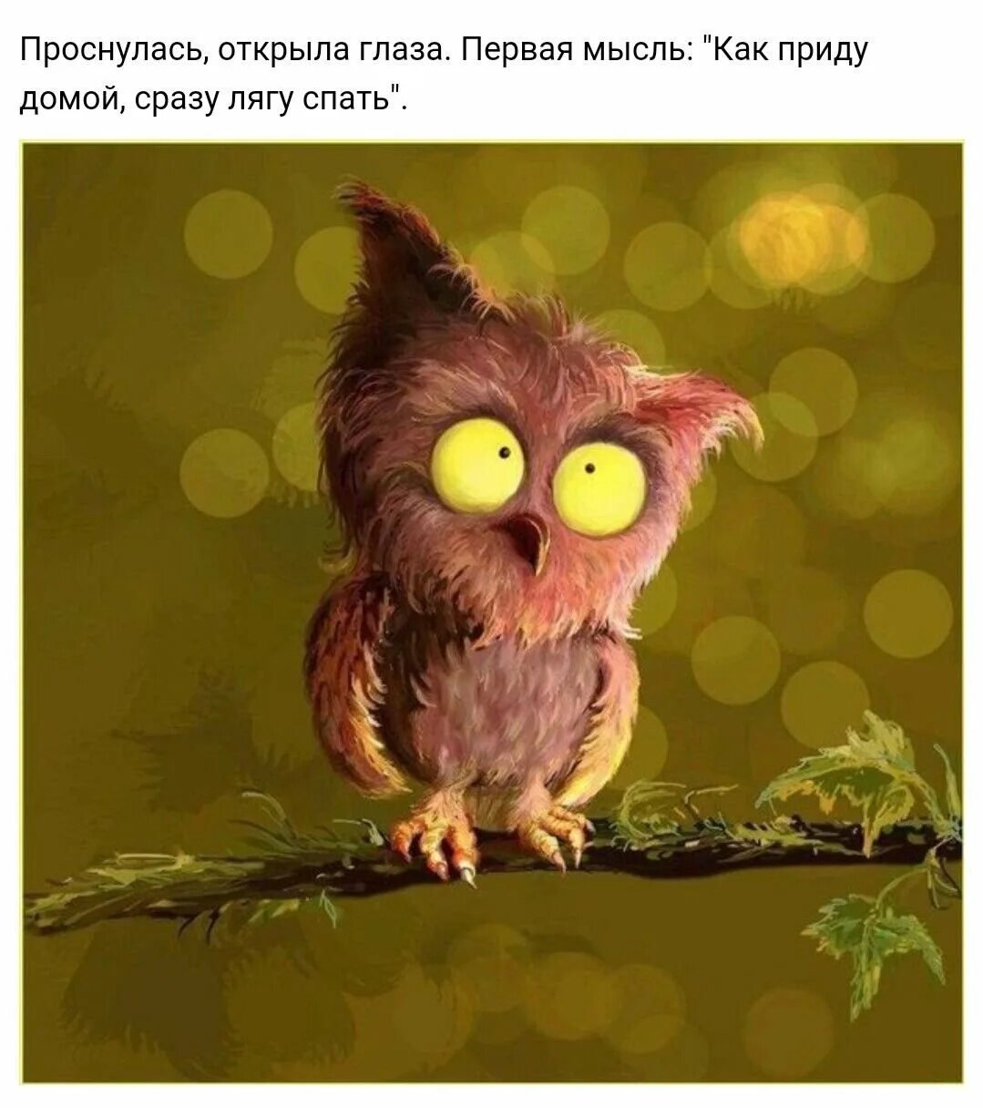 Сова не выспалась