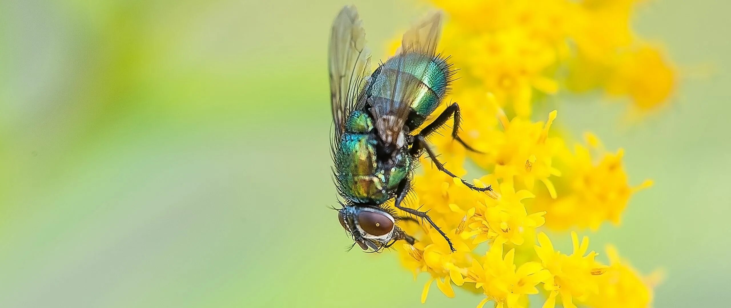 Много мух. Сонник мухи во сне. К чему снятся мухи много мух. К чему снится рой мух во сне. К чему снится рой мух во сне.