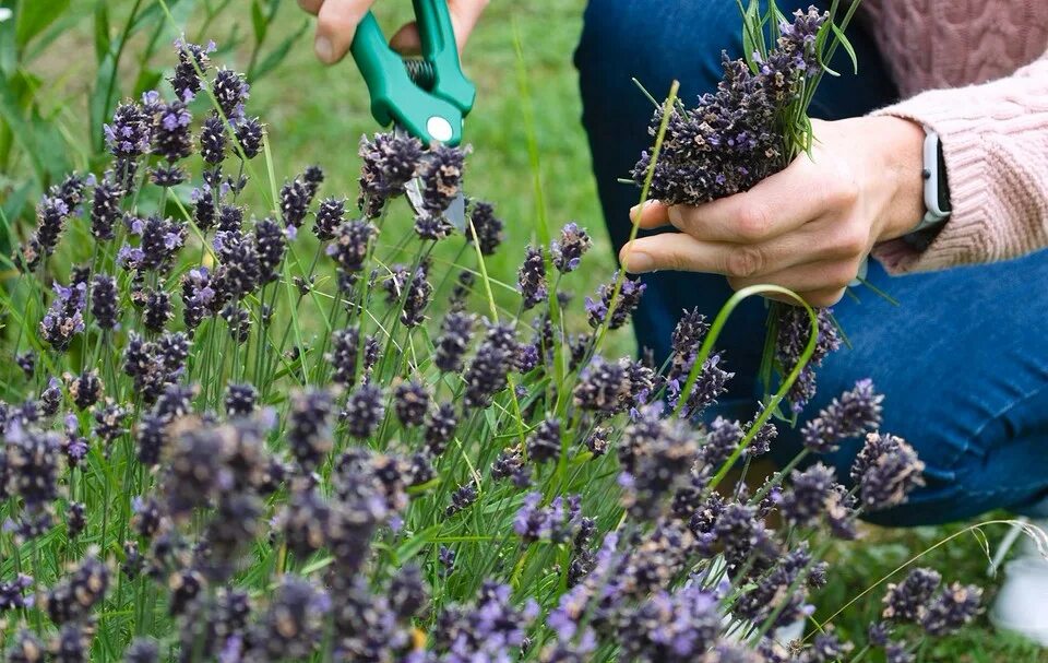 Подстриженные кусты лаванды. Обрезать лаванду после цветения. Мульчирование лаванды. Обрезка лаванды. Весенняя обрезка лаванды.
