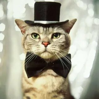 Mr. Kotic на Флампе. 