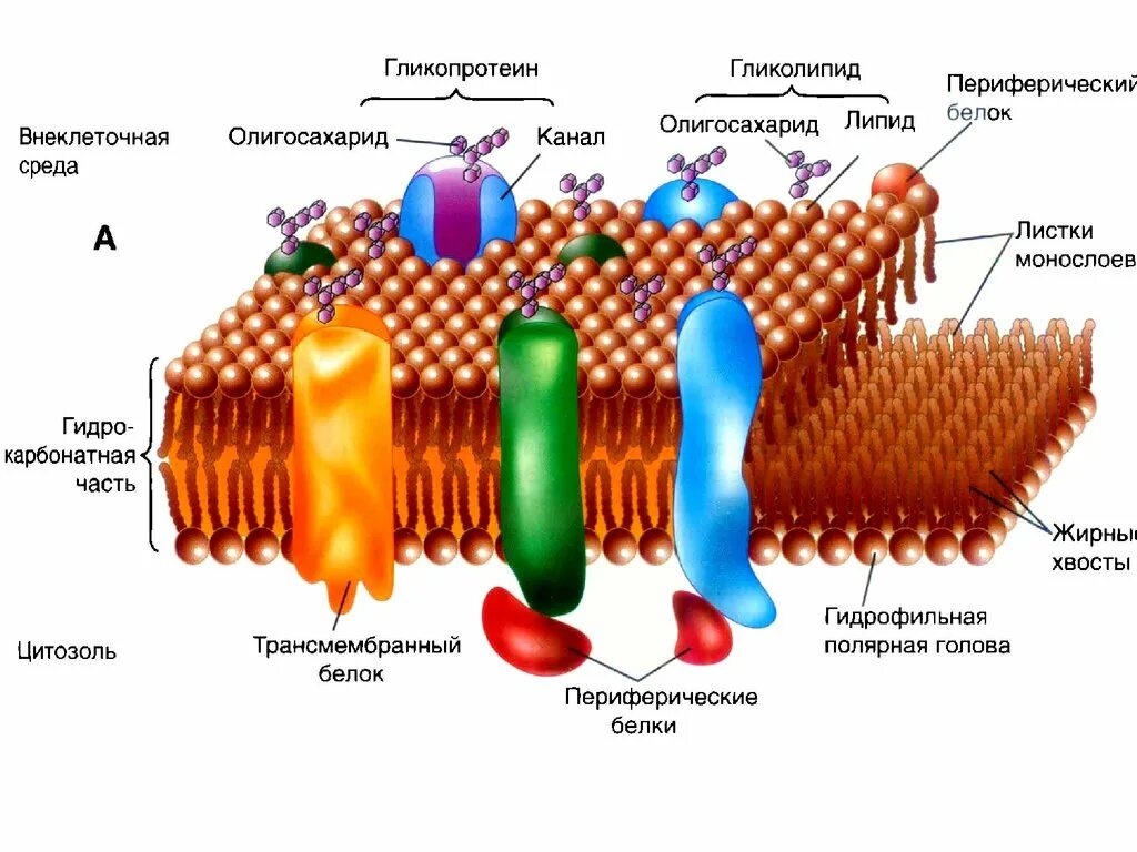 Основой мембран клеток. Гликопротеин в клеточной мембране. Мембрана биология строение. Строение клеточной мембраныизиология. Гликопротеин на мембране клетки.