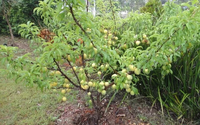 Кустовидная алыча. Слива плодовая Prunus domestica дерево. Кустовая крона слива. Слива в Забайкалье. Можно ли рядом со сливой