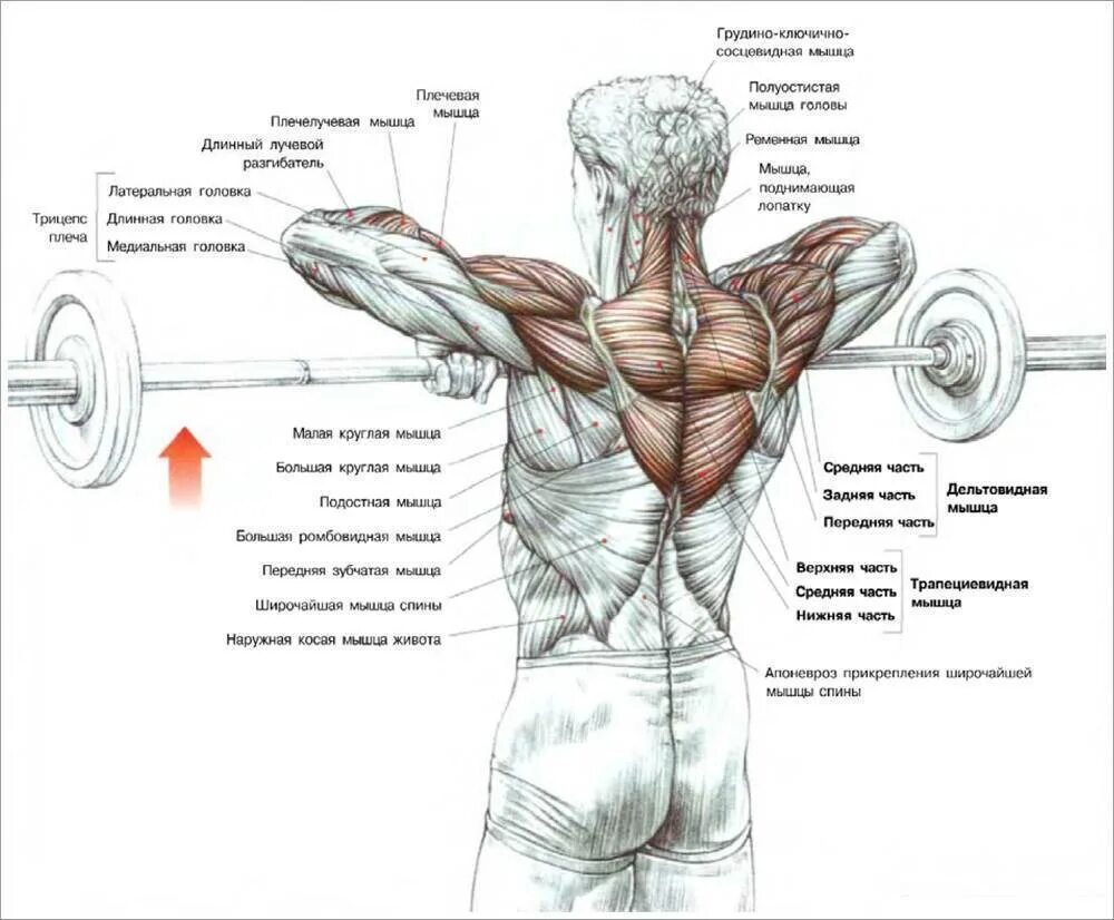 Упражнения на трапециевидную. Протяжка штанги широким хватом. Протяжка со штангой стоя. Тяга штанги к подбородку узким хватом. Тяга штанги к подбородку широким хватом.