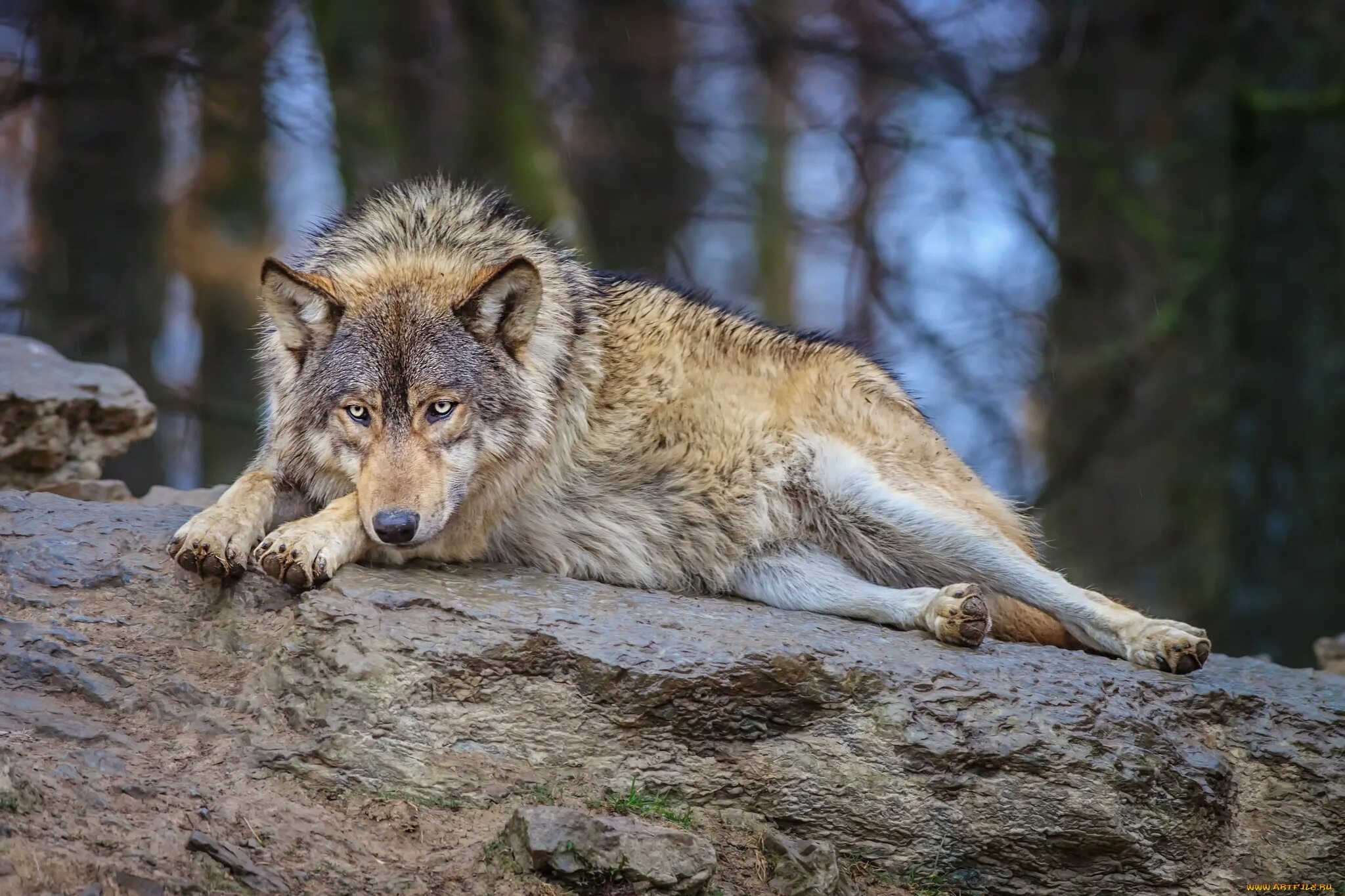 Дикие животные региона. Гималайский волк. Сибирский Лесной волк. Волк в тайге. Дикие звери.