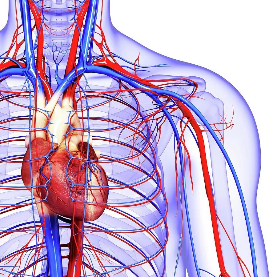 Cardiovascular system. Система кровоснабжения человека анатомия. Система кровообращения человека кровеносные сосуды. Система кровообращения артериальная система. Сосудистая система человека анатомия венозная.