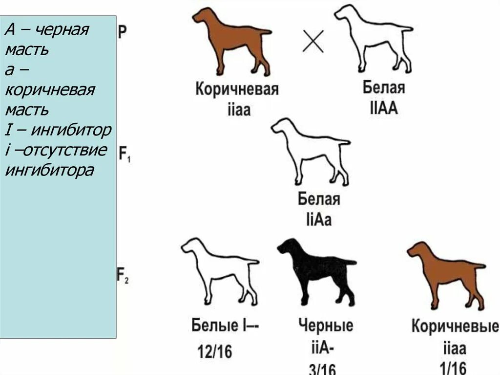 Наследование окраски шерсти у собак эпистаз. Схема наследования окраски шерсти у собак. Доминантный эпистаз собак. Наследование окраски шерсти у собак породы лабрадор. Простой инбридинг