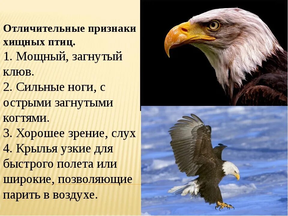 Преудивительная у нас водится птичка основная мысль. Отряд Соколообразные дневные Хищные птицы. Отряд дневные хищники признаки. Дневные Хищные птицы характеристика. Дневные хищники птенцы.