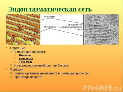 Эндоплазматическая сеть таблица