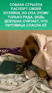 Собака спасла женщину