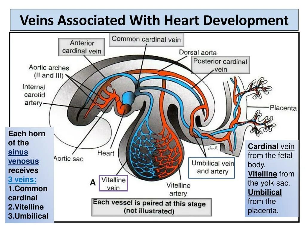 Development of the heart. Development of the heart. Embryogenesis of the cardiovascular system. Endocardial. Heart development in embryogenesis.