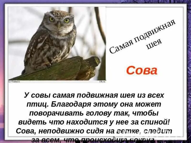 Рассказать про сову