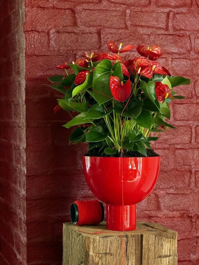 Красный цветок в интерьере Benjamin Moore Color of the Year 2018: Caliente AF-290 Red home decor, Red accen