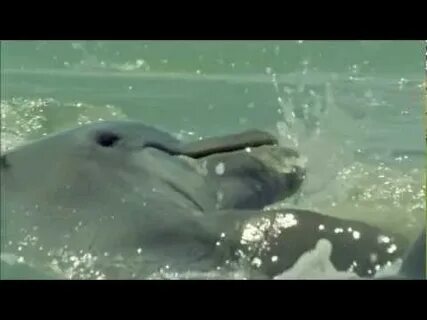 The dolphin a fish