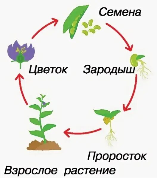 Этапы жизненного цикла растений. Цикл развития наземных растений. Жизненный цикл однолетнего растения схема. Цикл развития растений фазы. Plant cycle