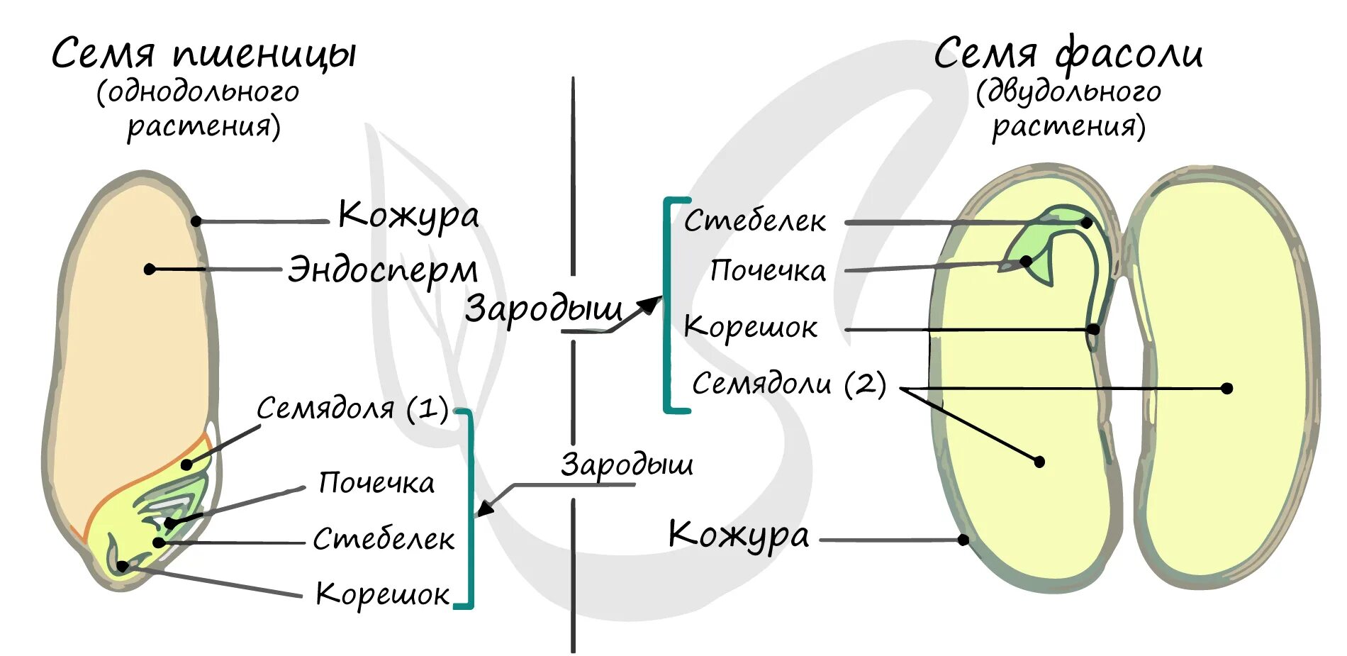 Семядоли это первые вегетативные почки зародыша. Строение семени двудольных растений с эндоспермом. Строение семени однодольных и двудольных. Схема строения семени однодольного и двудольного растения. Строение семян однодольных и двудольных растений.