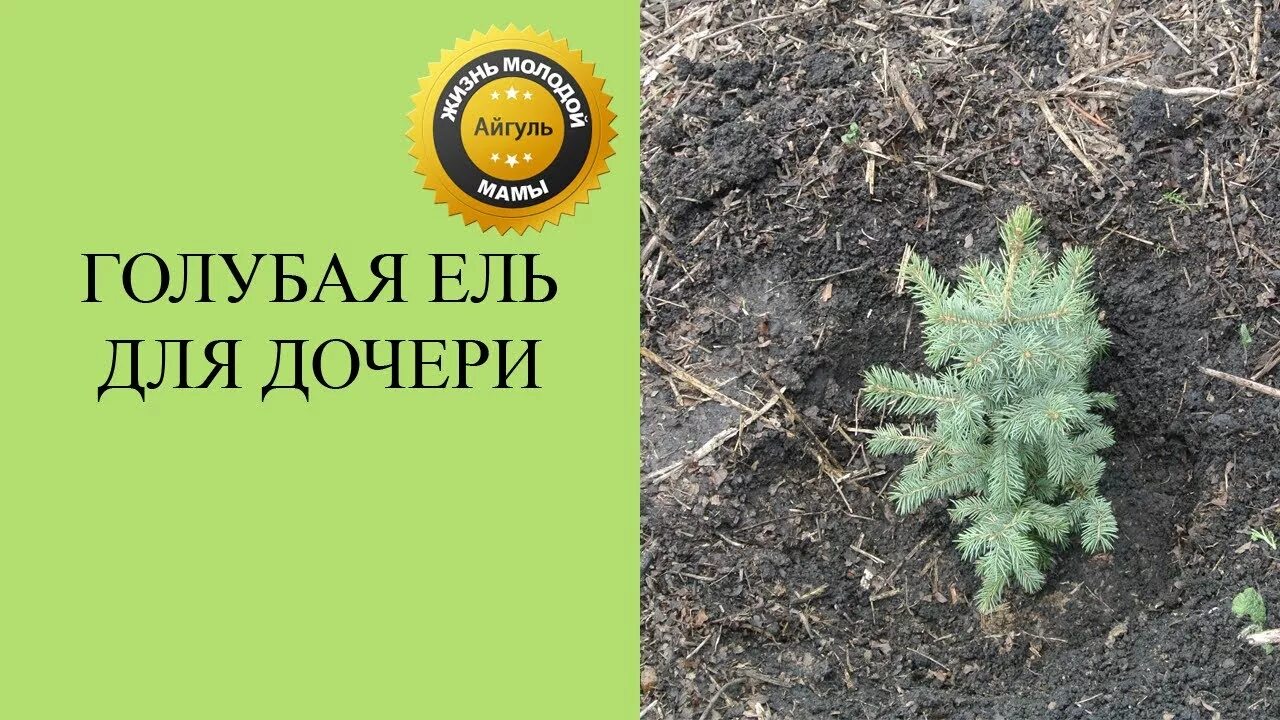 Когда садить голубую ель. Прививка ели голубой на ель обыкновенную. ускорение голубой ели. голубая ель поделки. ель голубая для детей рассказ.