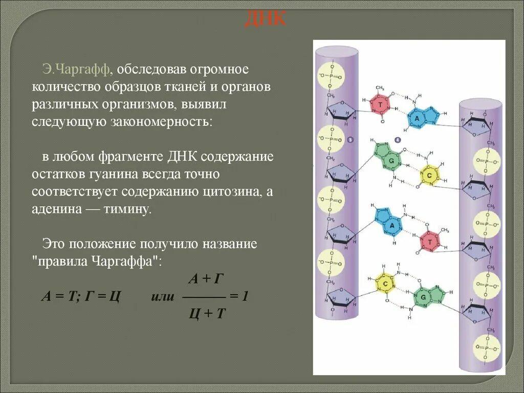 12 цепей днк. Цепи ДНК антипараллельны. Чаргафф. Цепи ДНК антипараллельны разнонаправлены то есть. Цепи в молекуле ДНК антипараллельны.