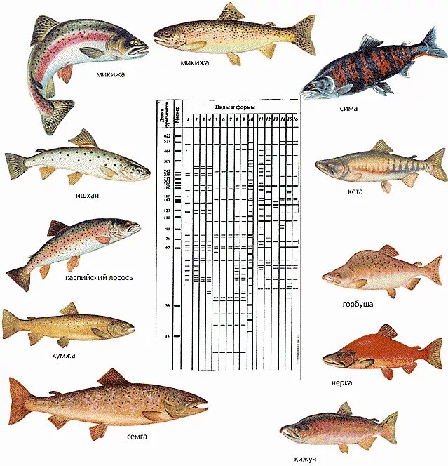 Лосось Размеры. Как отличить форель от лосося. Отличие семги от лосося. Отличие лосося от семги и форели.