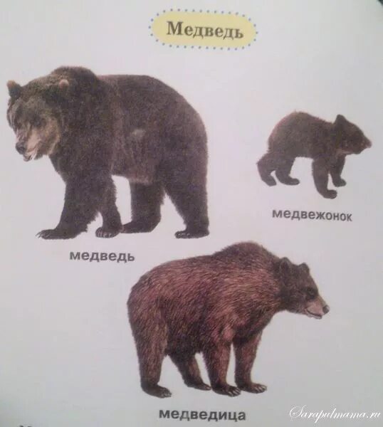 медведь гризли маленький. медведь хозяин тайги. аляскинский бурый медведь. медведь с медвежонком. как называется ребенок медведя.