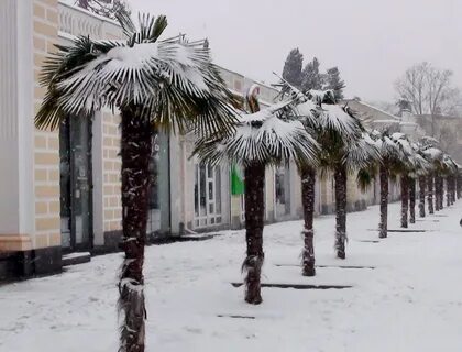 Пальмы на снегу русский
