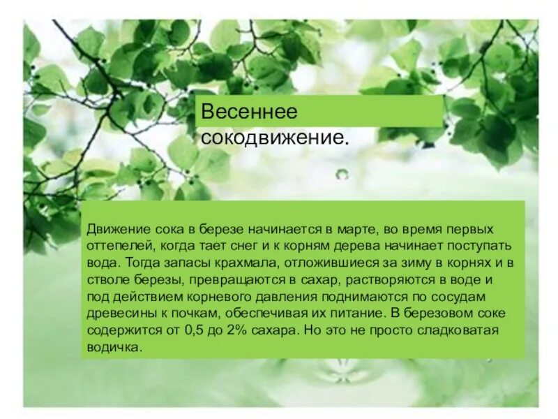 Сокодвижение у растений. Сокодвижение деревьев. Весеннее сокодвижение у деревьев. Сокодвижение деревьев для детей. Чем можно объяснить широкое распространение березы