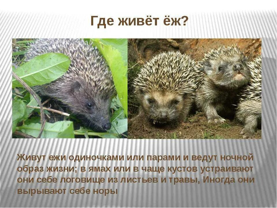 Редкие животные алтайского края. Сова для детей. Информация про ёжика. Ежи для презентации для детей. Чаще всего обитают.