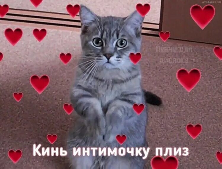Скинь киску. Пикчи с котиками и сердечками. Милые котики с сердечками. Милые котики с сердечками и надписями. Пожалуйста котик с сердечками.