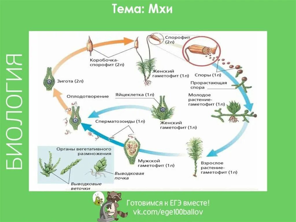 Чем представлен спорофит у водорослей. Цикл размножения папоротников. Размножение хвоща полевого схема. Размножение и жизненный цикл мхов. Жизненный цикл мхи хвощи плауны.