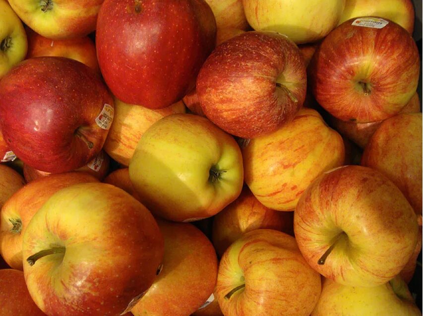 Apple poland