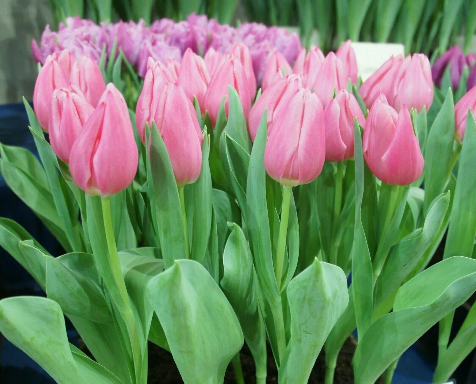 тюльпан кристмас дрим. сорт тюльпана кристмас марвел. тюльпан бонбини. тюльпан кристмас дрим. многолетник тюльпан кристмас дрим.