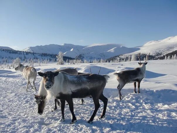 Юрточный городок в кызыле. Северная тыва. Алдын-булак этнокультурный комплекс, республика тыва. Тоджа тыва тайга. Тоджа тыва.