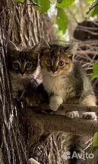 Осталось 2 котенка
