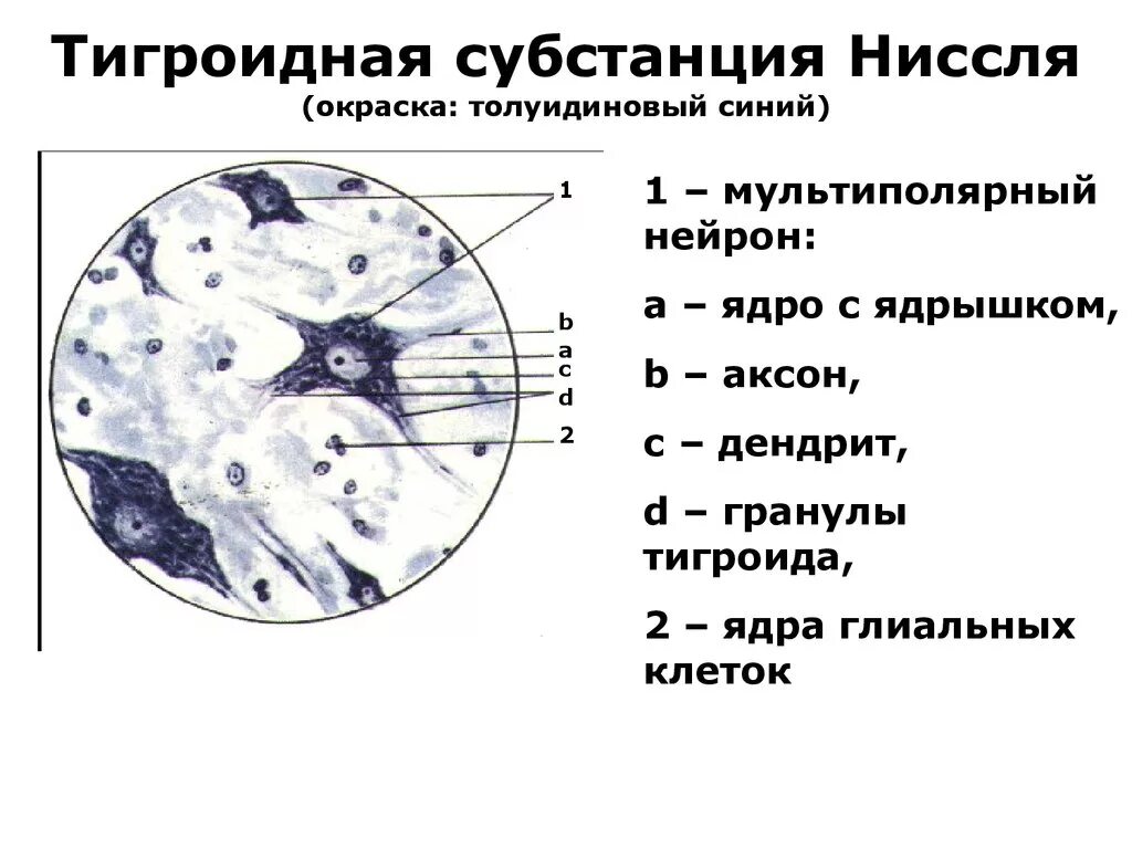 Тигроид гистология. Тигроидная субстанция ниссля препарат. тигроид в нервных клетках препарат. тигроид в нервных клетках спинного мозга по нисслю. базофильное вещество в нейронах.