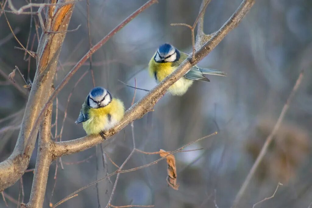 Прилетели 2 синички. Синица лазоревка самец и самка. Синичка лазоревка. Синица лазоревка зимой. Лазоревка самец и самка.